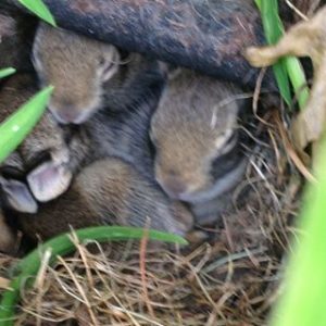 Baby rabbits are safe and secure in Allison's background. Photo courtesy of Allison Condlin.